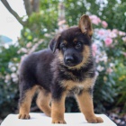 Prod�m �t��ata n�meck�ho ov��ka