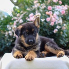 Prod�m �t��ata n�meck�ho ov��ka