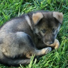 Prod�m �t��ata n�meck�ho ov��ka