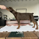 DOBERMAN �t��ata na prodej