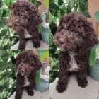 Lagotto Romagnolo �t��ata na prodej