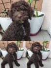 Lagotto Romagnolo �t��ata na prodej