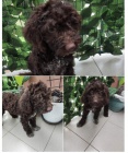 Lagotto Romagnolo �t��ata na prodej