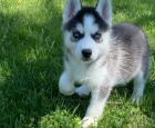 Sibi�sk� husky �t��ata na prodej