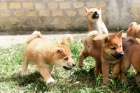 Shiba Inu �t��ata na prodej