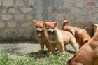 Shiba Inu �t��ata na prodej