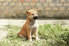 Shiba Inu �t��ata na prodej