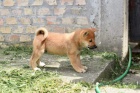 Shiba Inu �t��ata na prodej