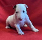 Miniaturn� Bulterier s PP