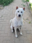 Kishu Inu - japonsk� plemeno