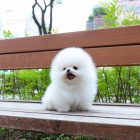 Mini pomeranian - �tenata Fenku