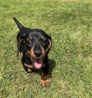 KR�TKOSRD� MINI JEZEV��KA �T��ATA