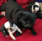 Prod�m �t��ata mopse b�ov�, �ern� a pandy