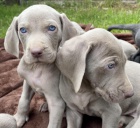 �t��ata v�marsk�ch oha�� na prodej