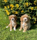 Prod�m �t��ata Cavapoo.
