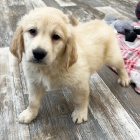 Prod�m �t��ata zlat�ho retr�vra.