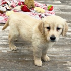 Prod�m �t��ata zlat�ho retr�vra.