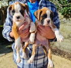 Prod�m �t��ata n�meck�ho boxera.