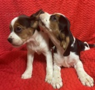 �t��ata b�gla na prodej.