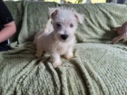 Prod�m mini mini �t��ata West Highland White Terriers