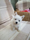 Prod�m mini mini �t��ata West Highland White Terriers