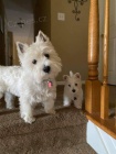 Prod�m mini mini �t��ata West Highland White Terriers