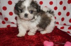Prod�m �t��ata SHIH TZU