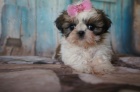 Prod�m �t��ata SHIH TZU