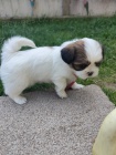 Prod�m �t��ata SHIH TZU
