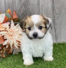 Prod�m �t��ata MINI havanese.