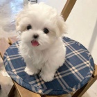 malt�zsk� �t��ata na prodej.