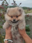 pomeranian kr�sn� psy