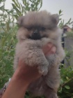 pomeranian kr�sn� psy