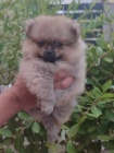 pomeranian kr�sn� psy