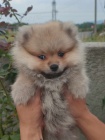 pomeranian kr�sn� psy