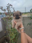 pomeranian kr�sn� psy