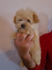Maltipoo �t��ata