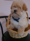 Maltipoo �t��ata