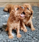 �t���tka kaval�r king charles spaniel s PP