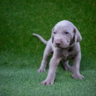 �t��ata v�marsk�ch oha�� na prodej