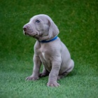 �t��ata v�marsk�ch oha�� na prodej