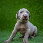 �t��ata v�marsk�ch oha�� na prodej