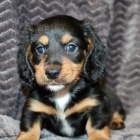 Prod�m �t��ata dlouhosrst�ho kr�l�ka velikosti jezev��ka.