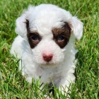 �t��ata toy pudla Harlek�na k adopci.