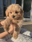 Prod�m �t��ata Cavapoo.