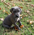 Prod�m �t��ata n�meck� dogy