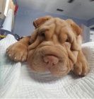Shar-pei o�kovan� �t��ata na prodej.