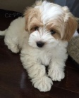 Prod�m �t��ata Maltipoo.