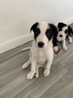 Prod�m �t��ata border kolie