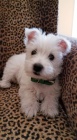 Prod�m mini mini �t��ata West Highland White Terriers